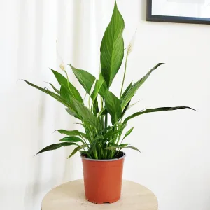 Skrzydłokwiat (Spathiphyllum 'Bingo Cupido') 60cm