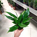 Skrzydłokwiat (Spatyphillum 'Pearl Cupido') 30cm