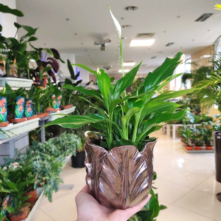 Skrzydłokwiat (Spatyphillum 'Pearl Cupido') 30cm