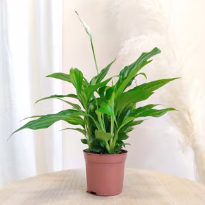 Skrzydłokwiat (Spatyphillum 'Pearl Cupido') 30cm