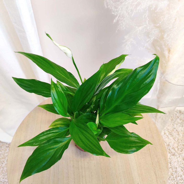 Skrzydłokwiat (Spatyphillum 'Pearl Cupido') 30cm