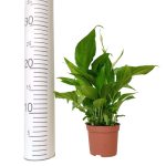 Skrzydłokwiat (Spatyphillum 'Pearl Cupido') 30cm