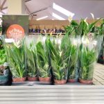 Skrzydłokwiat (Spatyphillum 'Pearl Cupido') 30cm