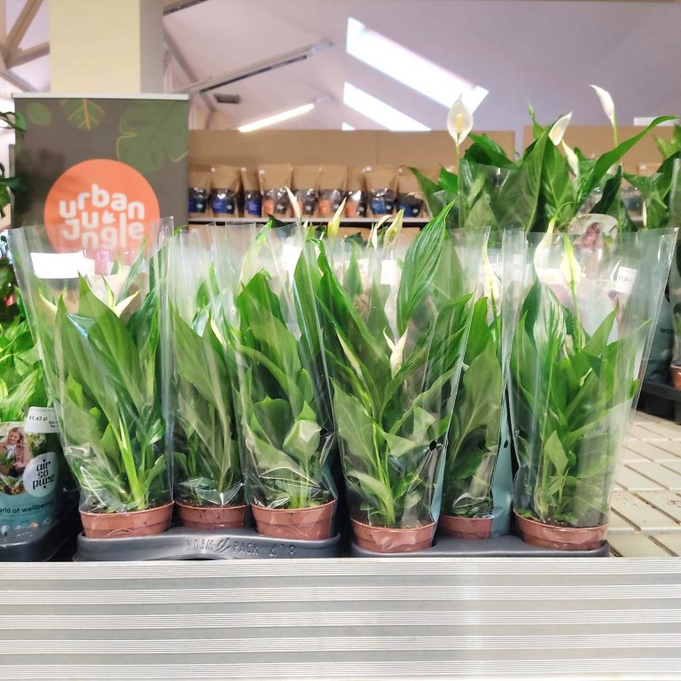 Skrzydłokwiat (Spatyphillum 'Pearl Cupido') 30cm