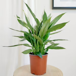 Skrzydłokwiat (Spathiphyllum 'Silver Cupido') 50cm