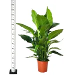 Skrzydłokwiat (Spathiphyllum 'Sweet Sebastiano') 130cm
