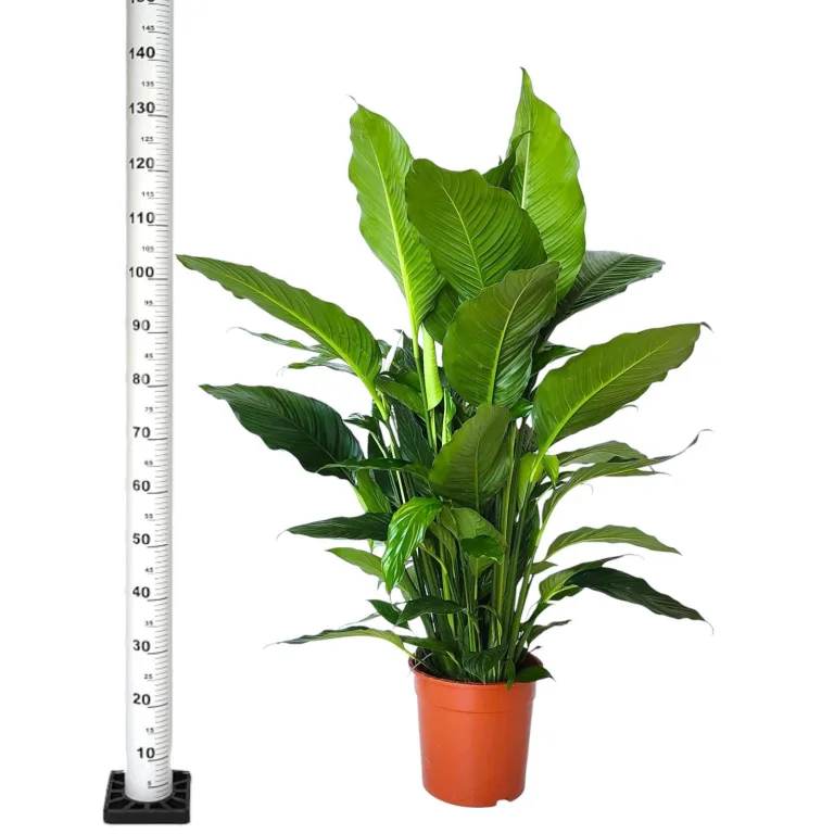 Skrzydłokwiat (Spathiphyllum 'Sweet Sebastiano') 130cm