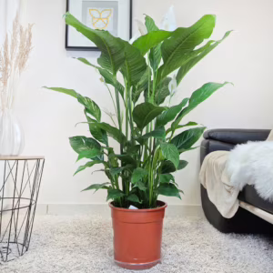 Skrzydłokwiat (Spathiphyllum 'Sweet Sebastiano') 110-120cm