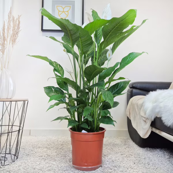 Skrzydłokwiat (Spathiphyllum 'Sweet Sebastiano') 110-120cm