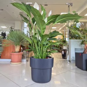 Skrzydłokwiat (Spathiphyllum 'Sweet Sebastiano') 110-120cm