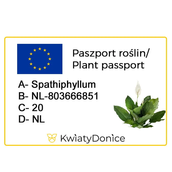 Skrzydłokwiat (Spatiphyllum 'Sensation') 120cm