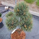 Sosna pospolita bonsai (Pinus sylvestris 'Watereri') 110cm