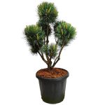 Sosna pospolita bonsai (Pinus sylvestris 'Watereri') 110cm