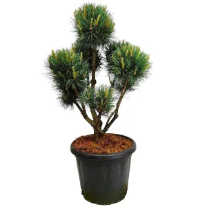 Sosna pospolita bonsai (Pinus sylvestris 'Watereri') 110cm