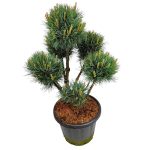 Sosna pospolita bonsai (Pinus sylvestris 'Watereri') 110cm
