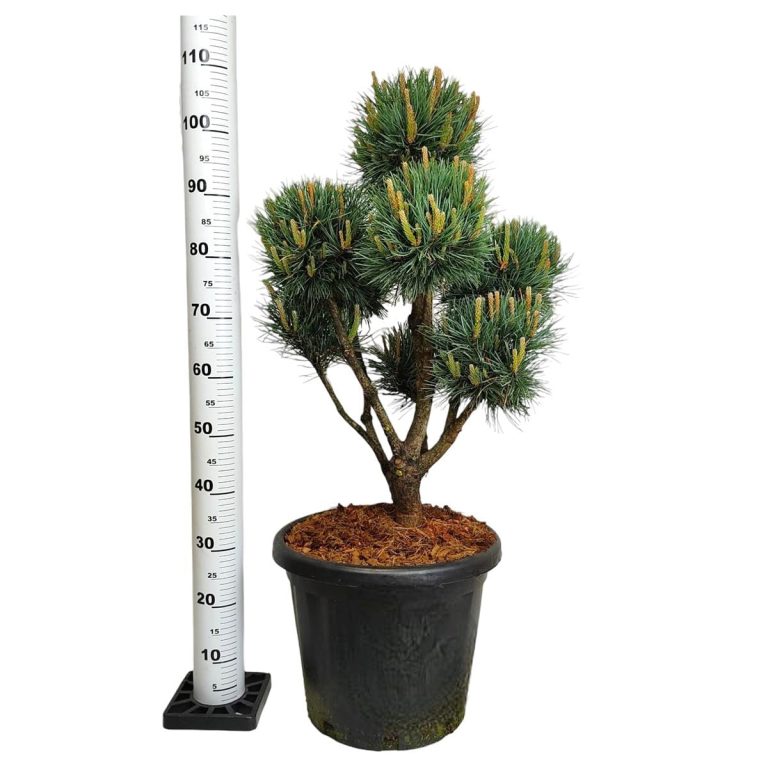 Sosna pospolita bonsai (Pinus sylvestris 'Watereri') 110cm