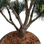 Sosna pospolita bonsai (Pinus sylvestris 'Watereri') 110cm