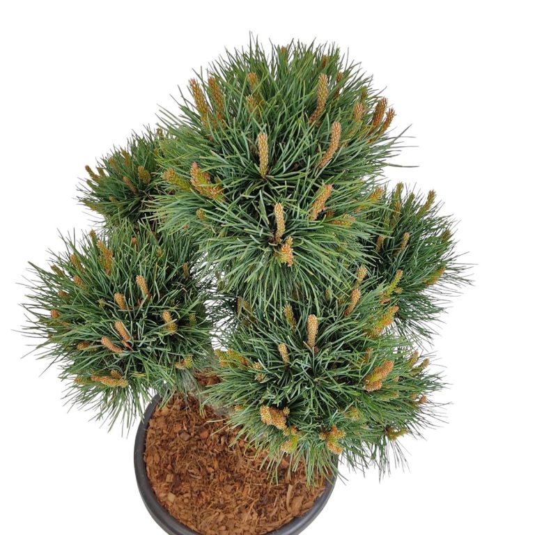 Sosna pospolita bonsai (Pinus sylvestris 'Watereri') 110cm