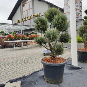 Sosna pospolita bonsai (Pinus sylvestris 'Watereri') 110cm