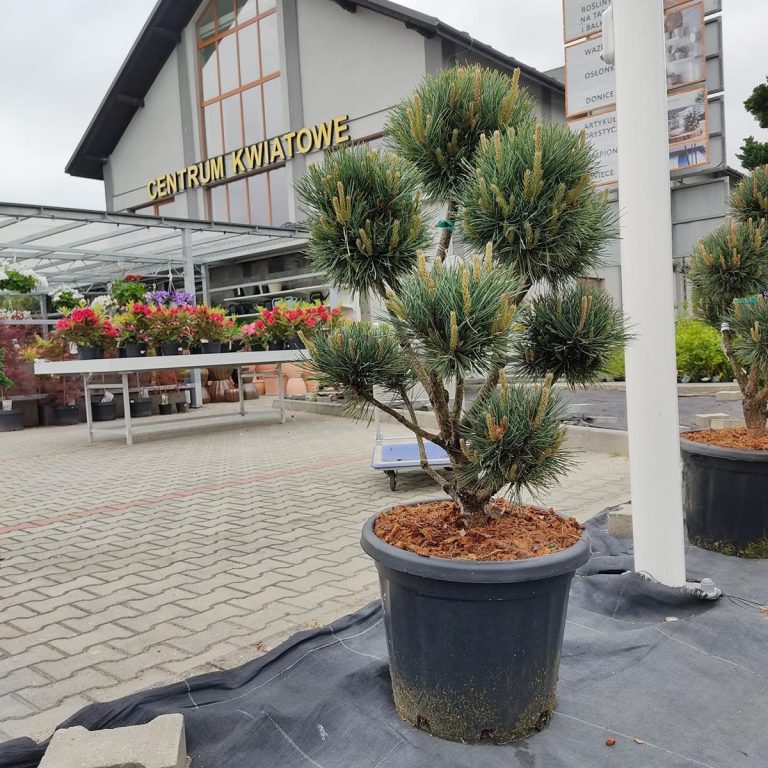 Sosna pospolita bonsai (Pinus sylvestris 'Watereri') 110cm