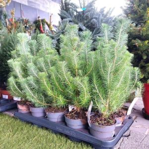 Sosna pinia (Pinus pinea 'Silver Crest') 35cm