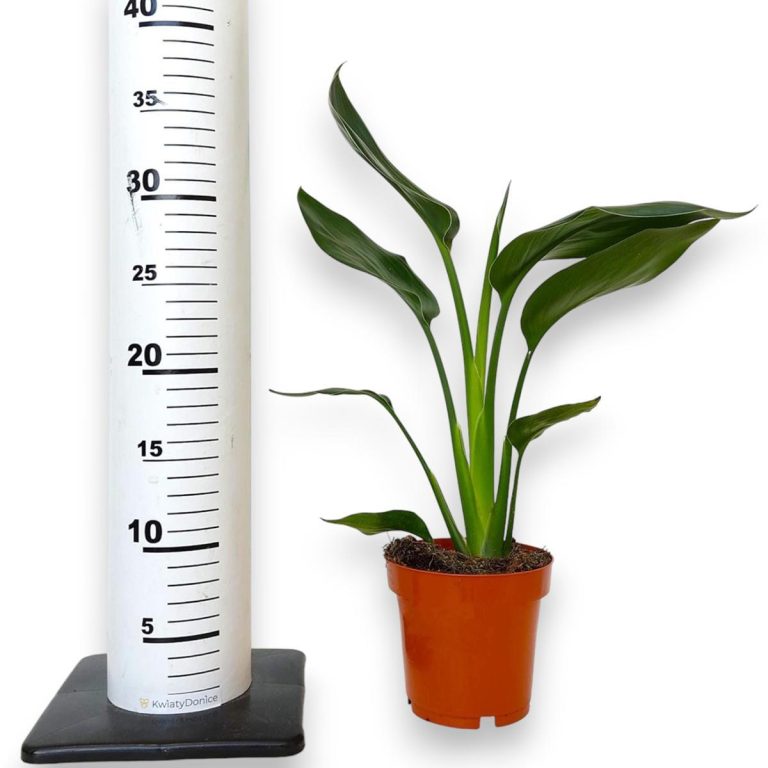 Strelicja królewska (Strelitzia reginae) 35cm