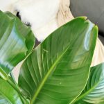 Strelicja biała (Strelitzia nicolai) 120cm