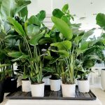 Strelicja biała (Strelitzia nicolai) 120cm