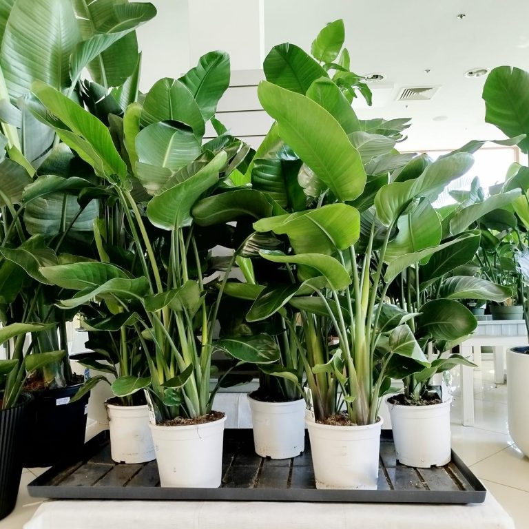 Strelicja biała (Strelitzia nicolai) 120cm