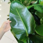 Strelicja biała (Strelitzia nicolai) 120cm