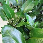 Strelicja biała (Strelitzia nicolai) 120cm