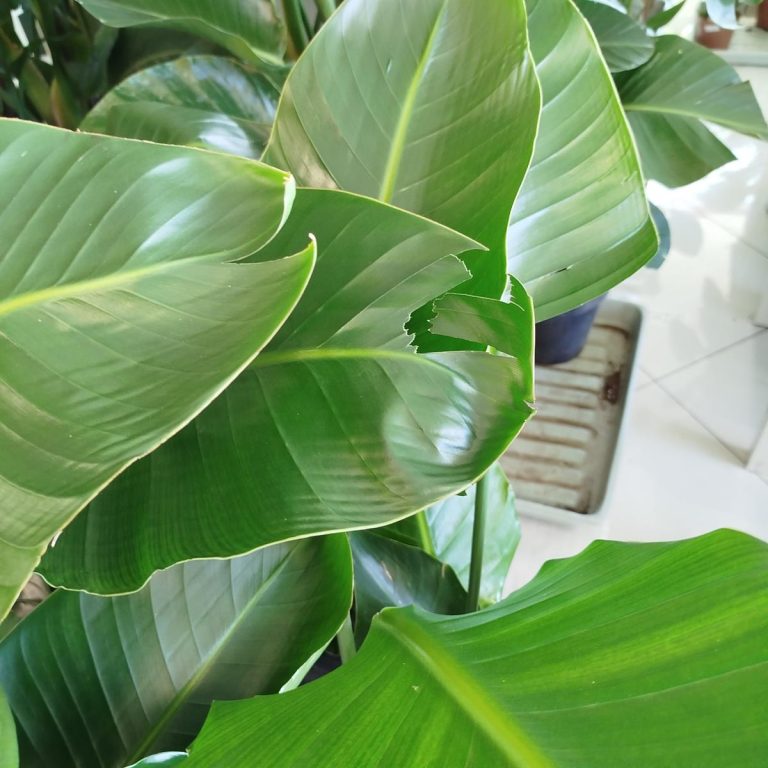 Strelicja biała (Strelitzia nicolai) 120cm