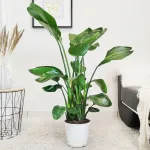 Strelicja biała (Strelitzia nicolai) 120cm