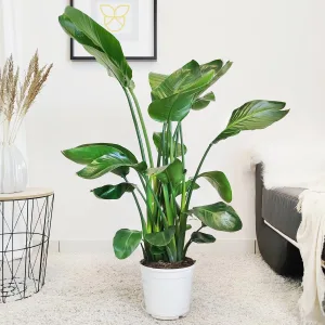 Strelicja biała (Strelitzia nicolai) 120cm