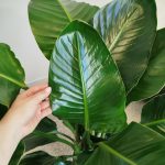 Strelicja biała (Strelitzia nicolai) 120cm