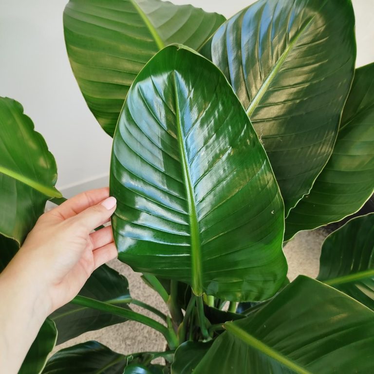 Strelicja biała (Strelitzia nicolai) 120cm