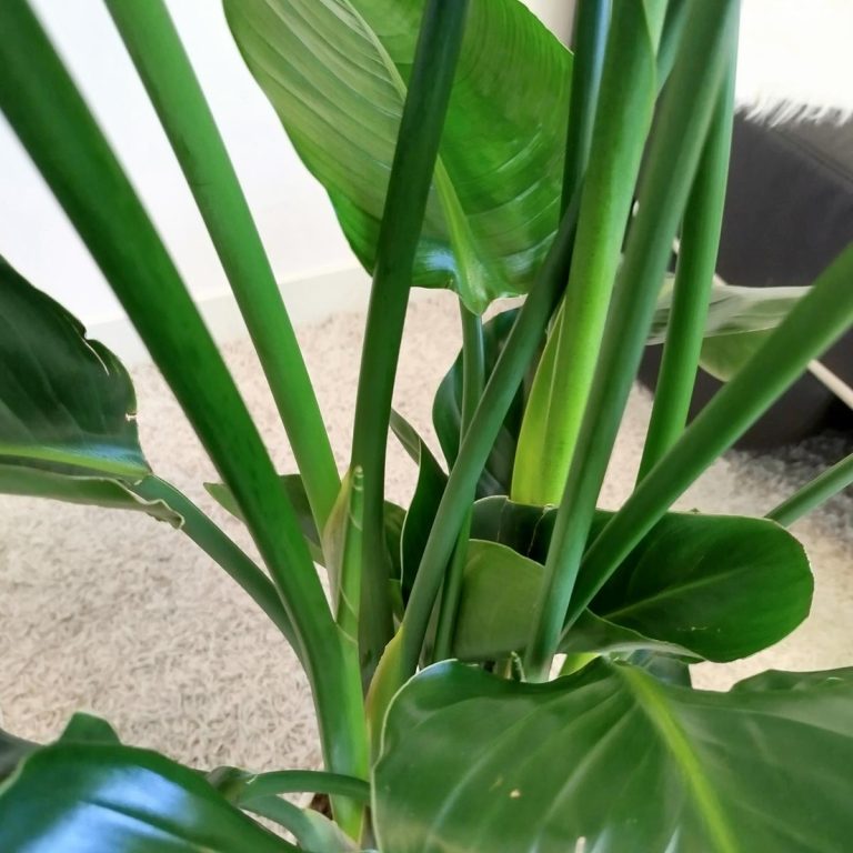 Strelicja biała (Strelitzia nicolai) 120cm