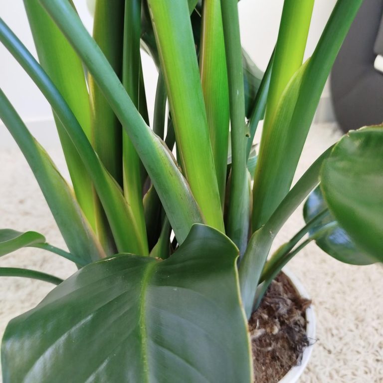 Strelicja biała (Strelitzia nicolai) 120cm