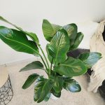 Strelicja biała (Strelitzia nicolai) 120cm