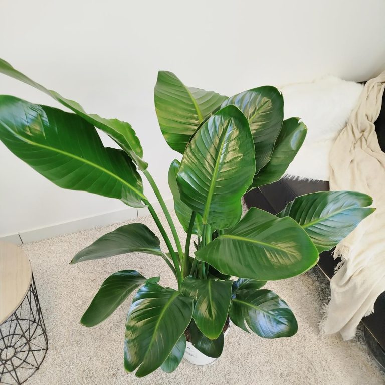 Strelicja biała (Strelitzia nicolai) 120cm