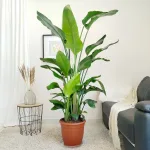 Strelicja biała (Strelitzia nicolai) 180cm