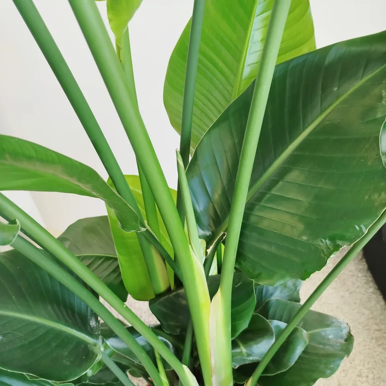 Strelicja biała (Strelitzia nicolai) 180cm