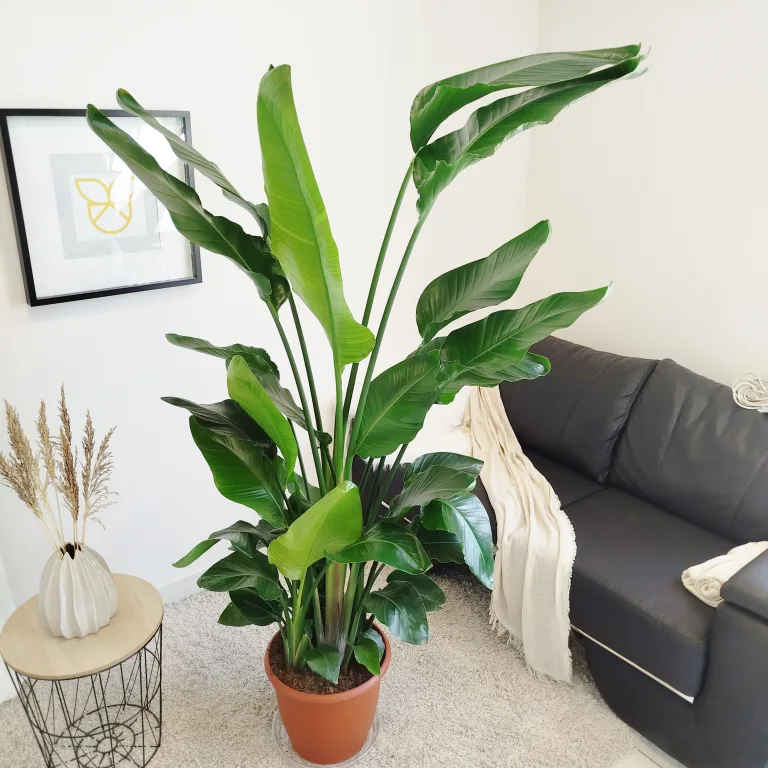 Strelicja biała (Strelitzia nicolai) 180cm