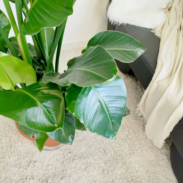 Strelicja biała (Strelitzia nicolai) 180cm