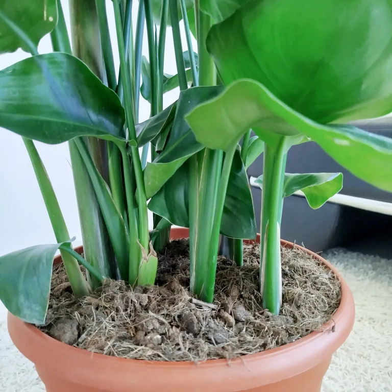 Strelicja biała (Strelitzia nicolai) 180cm