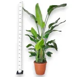 Strelicja biała (Strelitzia nicolai) 180cm