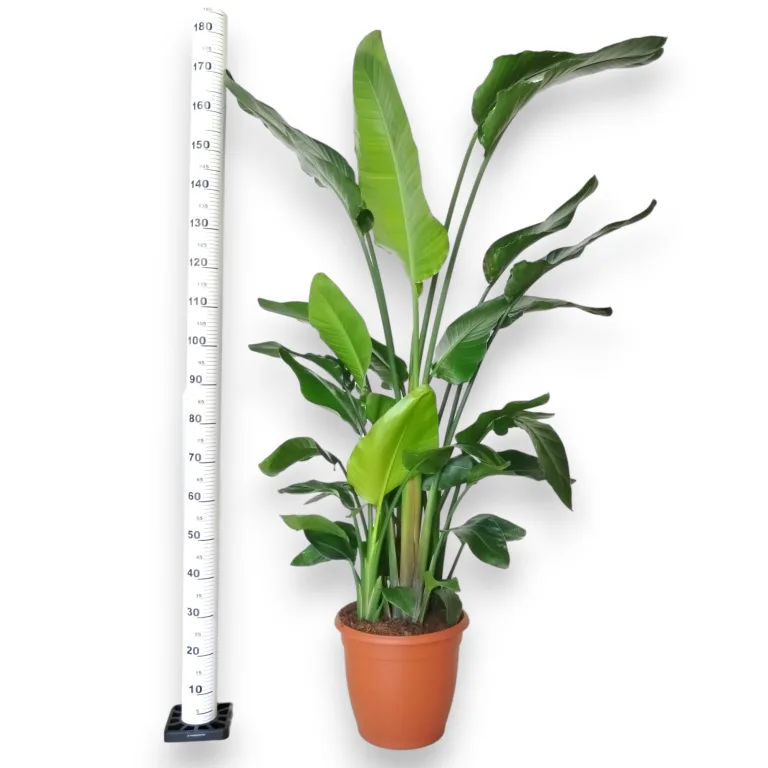 Strelicja biała (Strelitzia nicolai) 180cm