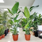 Strelicja biała (Strelitzia nicolai) 180cm