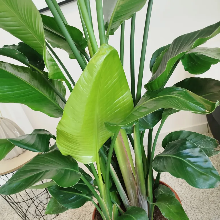 Strelicja biała (Strelitzia nicolai) 180cm