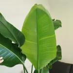 Strelicja biała (Strelitzia nicolai) 180cm